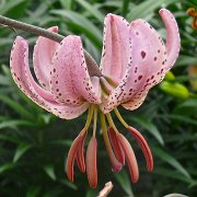 Chameleon - floret